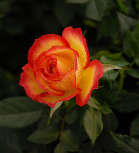 玫瑰园艺黄色红色叶子植物花园图片