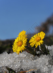 下雪时的科尔茨脚法法黄色花朵蓝色植物票价太阳天堂阳光荒野图片