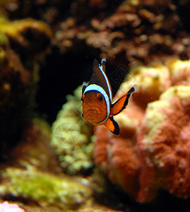 富贵鱼小丑鱼海洋鱼缸动物热带鱼背景
