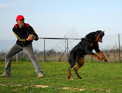 攻击犬黑色竞赛戒指动物伴侣羊犬警察训练男性衣领图片