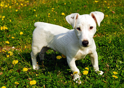 小小狗 胡萝卜衣领小狗白色猎狗动物宠物犬类图片