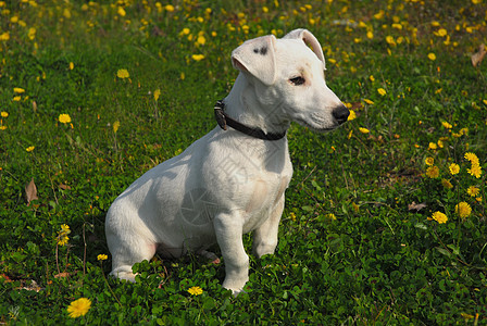 小小狗 胡萝卜小狗动物衣领白色猎狗犬类宠物图片
