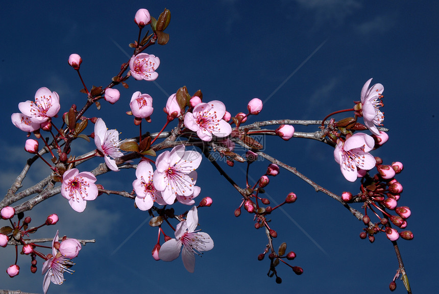 樱花花樱桃花植物粉色天空李子蓝色季节图片