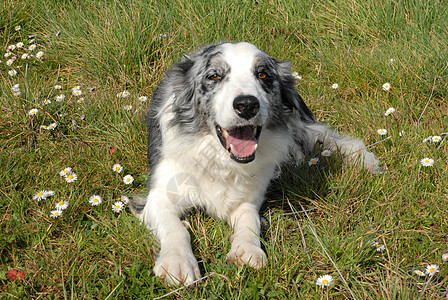 边边框collie犬类场地动物天空宠物牧羊犬图片