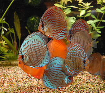水族馆中的迪盘科鱼红色蓝色宠物玻璃动物曲线热带游泳图片