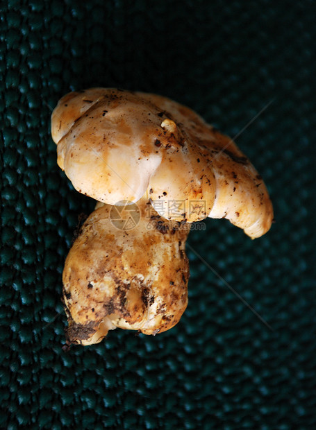 博利特斯语熟食毛果俱乐部菌类白色美味季节性真菌菌丝体食物图片