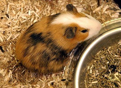 白豚猪棕色农场毛皮工作室动物宠物图片