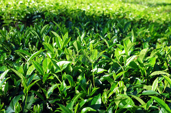 茶叶种植园农田土地季节农场植物群生长栽培农业环境爬坡道图片