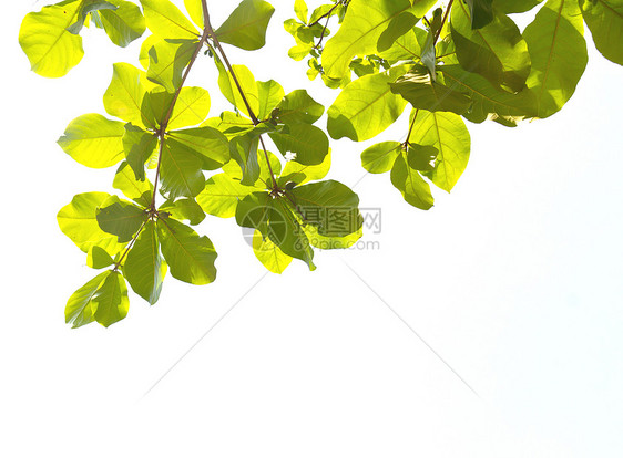 绿色休假植物群枝条叶子树木生长阴影花园植物学昆虫公园图片