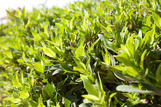 绿叶背景背景植物阳光公园树篱花园栅栏太阳生活生长植物学图片