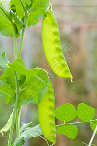 葡萄树上的皮豆片藤蔓团体收成饮食小吃沙拉生活蔬菜农场食物图片