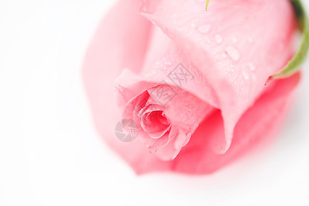 玫瑰花瓣粉色美丽卡片植物白色飞沫约会宏观图片