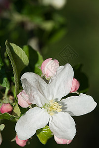 白苹果花植物学叶子植物群果园花瓣白色花园花朵苹果树绿色图片