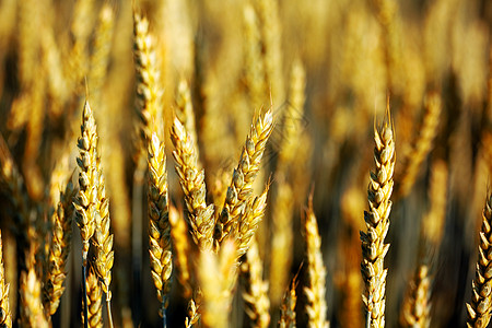 麦田油画庄稼农场乡村黄色谷物生长食物面包收获植物种子背景