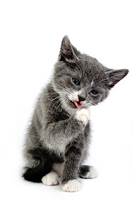 猫类白色舌头打扫胡须爪子小猫宠物灰色猫科动物猫咪图片