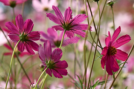 红花花植物季节花园背景图片