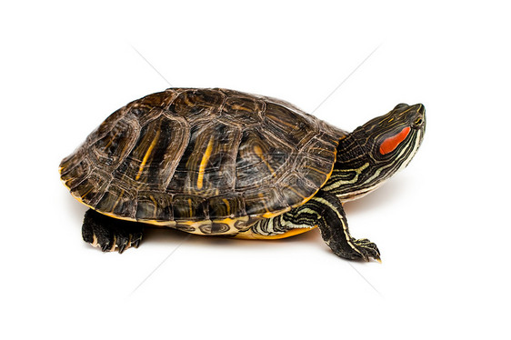 红耳海龟蜥蜴人白色工作室棕色宠物草食性耐力乌龟图片