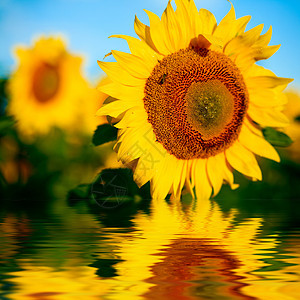 明黄色向日向日葵植被植物群花朵农业草地自由植物向日葵乡村晴天图片