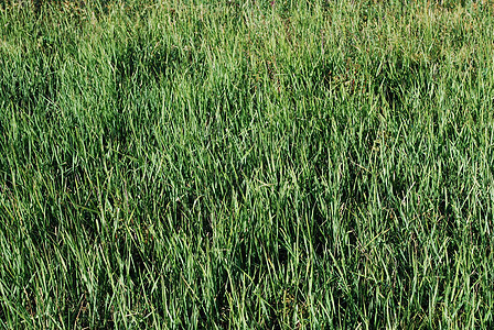 绿草背景草地院子绿色生长草皮植物图片
