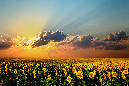 向日向向外田国家文化太阳黄色植物天空向日葵蓝色草地乡村图片