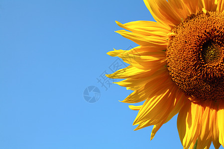黄花天空宏观太阳蓝色种子植物阳光剪辑叶子天气图片