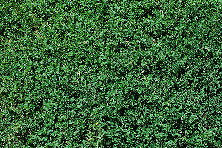 绿草背景草地院子植物草皮生长绿色图片