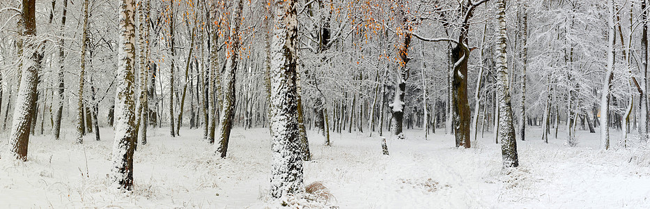 森林中第一次下雪装饰品树木森林植物桦木荒野季节毯子公园场景图片