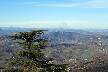 山边的松树天空全景乡村枞树山腰背景图片