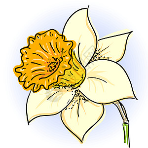 达福迪尔自恋草图花瓣插图花头橙子水仙花期绘画植物群植物图片