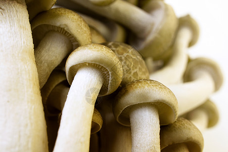 蘑菇房烹饪菌类山毛榉美食蔬菜植物孢子食物美味营养素图片