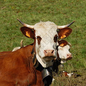 阿尔卑牛毛皮胸部小牛动物喇叭鼻孔女性农场奶牛反刍动物图片