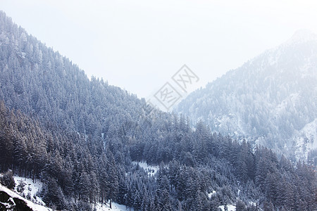 积雪中的森林树木木头照明首脑降雪全景天空高地天气公园图片