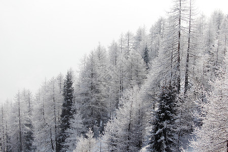 积雪中的森林高地天气暴风雪季节阳光降雪蓝色太阳天空树木图片