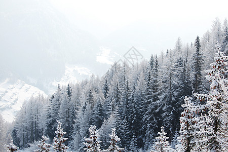 积雪中的森林暴风雪太阳天气树木场景蓝色高地天空全景季节图片