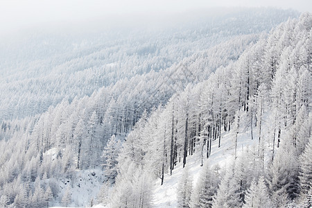 积雪中的森林太阳天空蓝色天气降雪树木高地场景季节木头图片