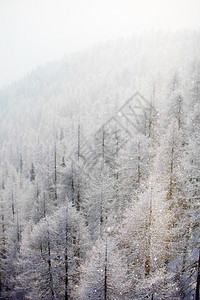 积雪中的森林天气季节蓝色旅行环境天空高地照明木头公园图片