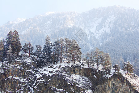 下雪树上季节首脑暴风雪太阳照明木头假期全景旅行高地图片