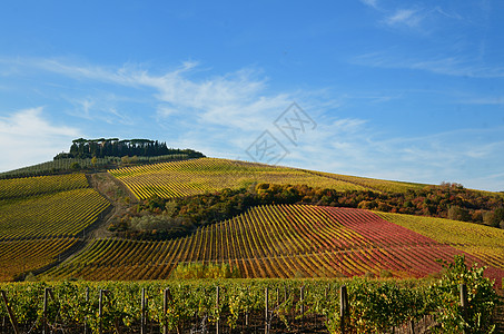 秋天的葡萄园酒厂爬坡场地植物群农村植被农场地平线叶子生长图片