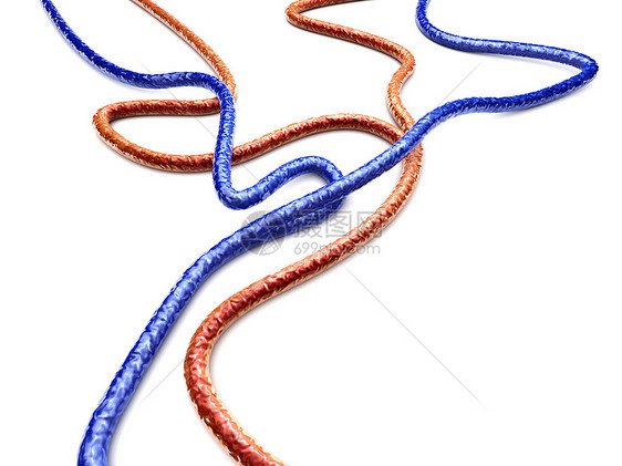 静脉和动脉毛细管管子医疗血流考试分岔解剖学药品曲线溪流图片