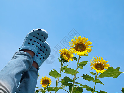 站在向日葵的天空上女性幸福叶子植物女士环境花瓣场地花粉农场图片