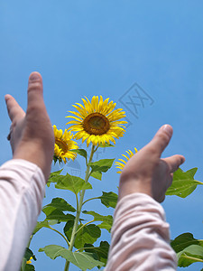 伸向向向日葵环境天空花瓣晴天叶子女性草地花粉农场花园图片