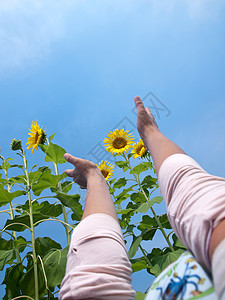 伸向向向日葵乐趣场地女性女士农场环境天空阳光草地幸福图片