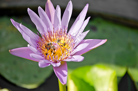 热带花园的蜜蜂 花朵莲花图片