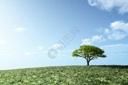 孤独的树天气场地季节木头天空阳光草地农村土地植物图片