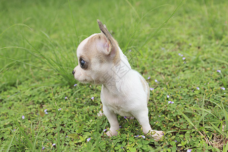小狗吉娃娃雌性哺乳动物友谊犬类动物宠物绿色家畜图片