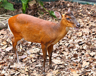 印地安混音c树皮状危险牛角红麂麂子动物园动物展示荒野图片
