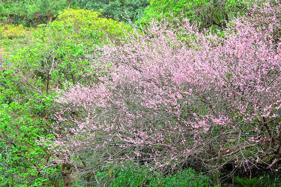 梅花花园艺花期粉色植物群植物美丽衬套李子季节花瓣图片