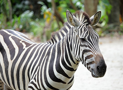 斑马条纹脖子野生动物游戏白色眼睛黑色哺乳动物动物草原图片