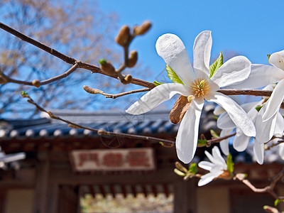 闪亮的木兰花寺庙植物群花瓣叶子枝条天空蓝色神社日光背景图片