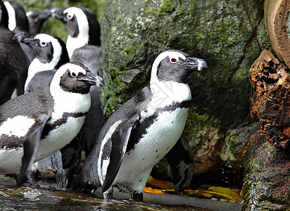 企鹅动物生活野生动物岩石乐趣动物园支撑异国游泳微笑图片